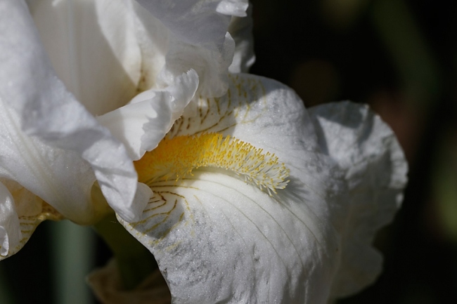 Bagatelle-Iris-021