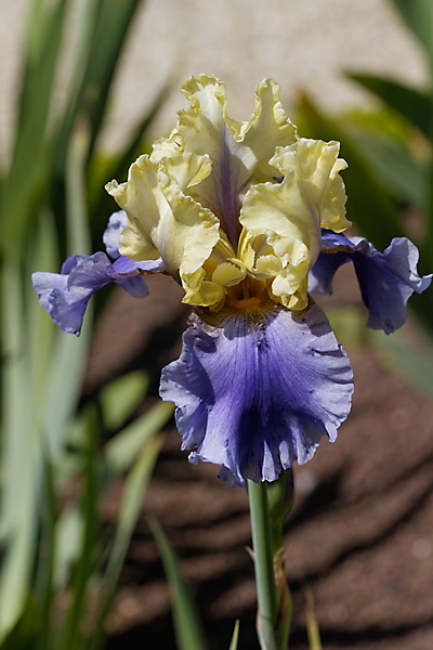 Bagatelle-Iris-022