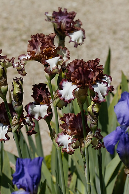 Bagatelle-Iris-024