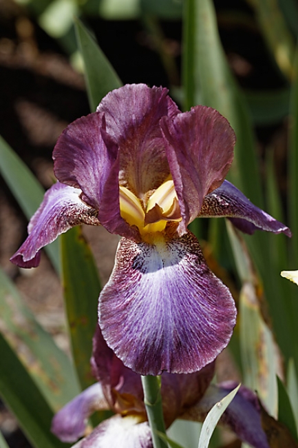 Bagatelle-Iris-025