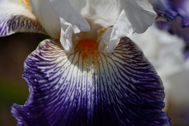 Bagatelle-Iris-027