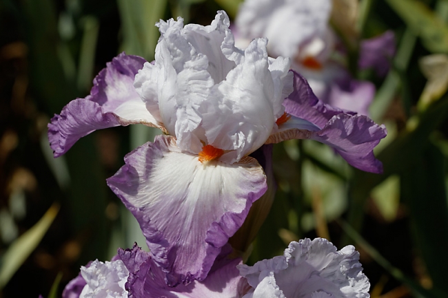 Bagatelle-Iris-028