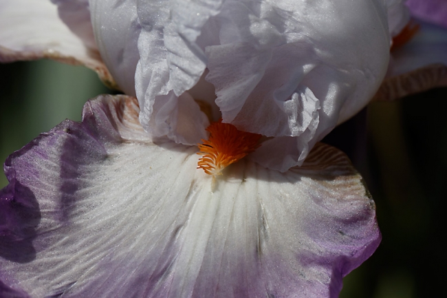 Bagatelle-Iris-029