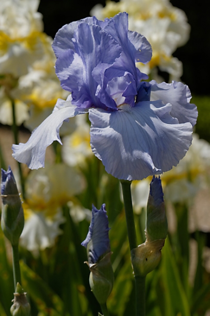 Bagatelle-Iris-031