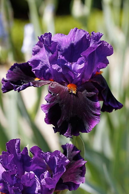 Bagatelle-Iris-033