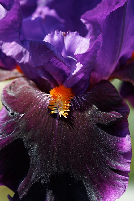 Bagatelle-Iris-034