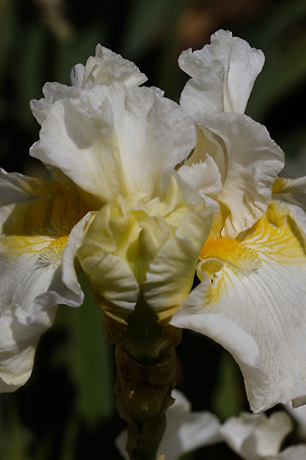 Bagatelle-Iris-037