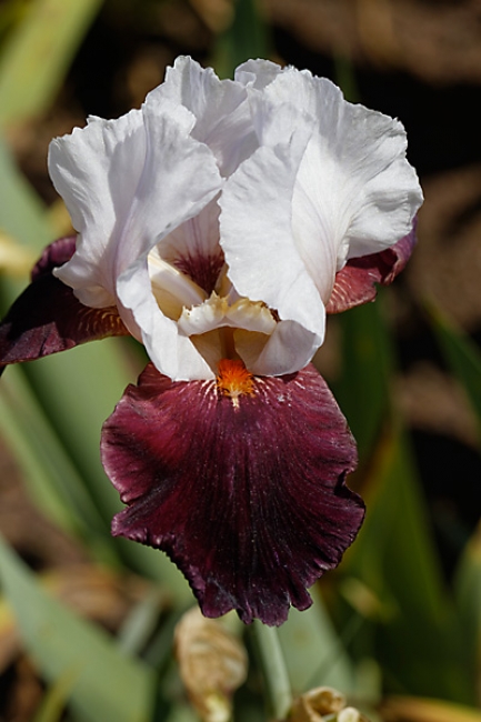 Bagatelle-Iris-039