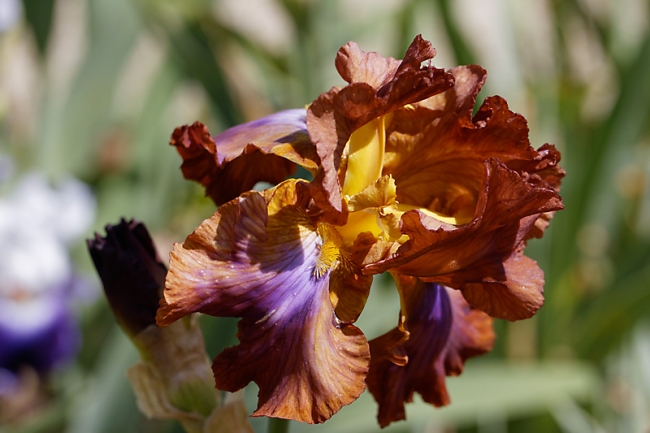 Bagatelle-Iris-040