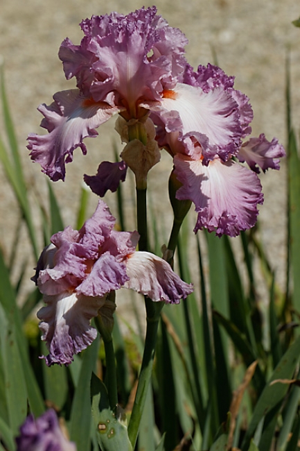 Bagatelle-Iris-041