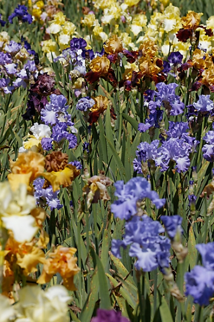 Bagatelle-Iris-042