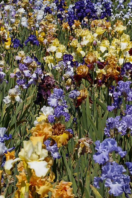 Bagatelle-Iris-043