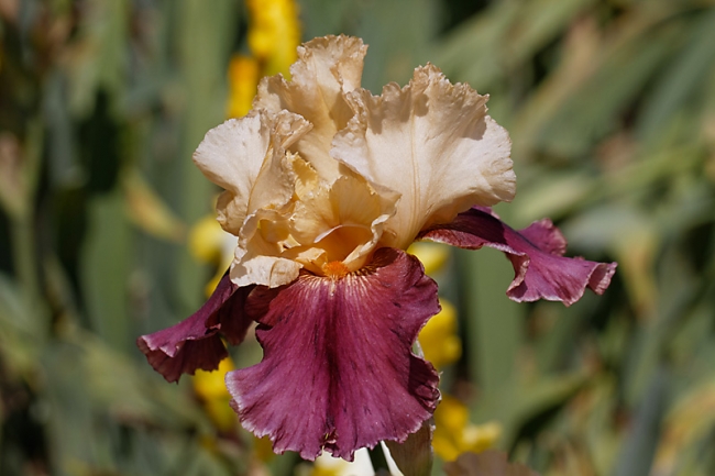 Bagatelle-Iris-048