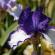 Bagatelle-Iris-049