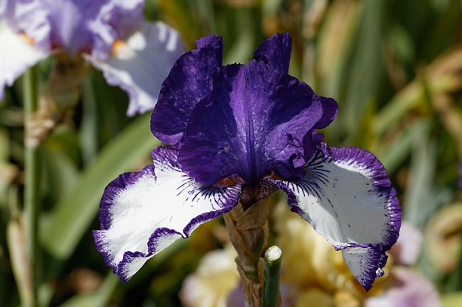 Bagatelle-Iris-049