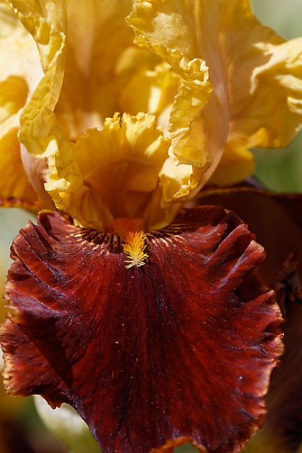 Bagatelle-Iris-050