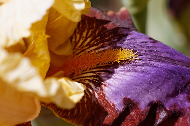 Bagatelle-Iris-051