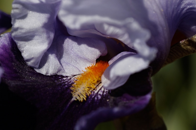Bagatelle-Iris-052