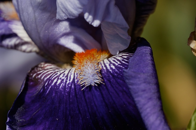 Bagatelle-Iris-053