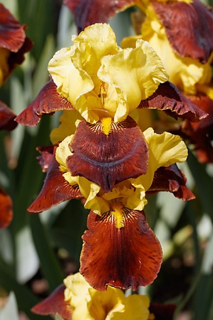 Bagatelle-Iris-054