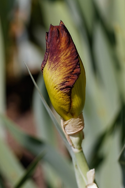 Bagatelle-Iris-055