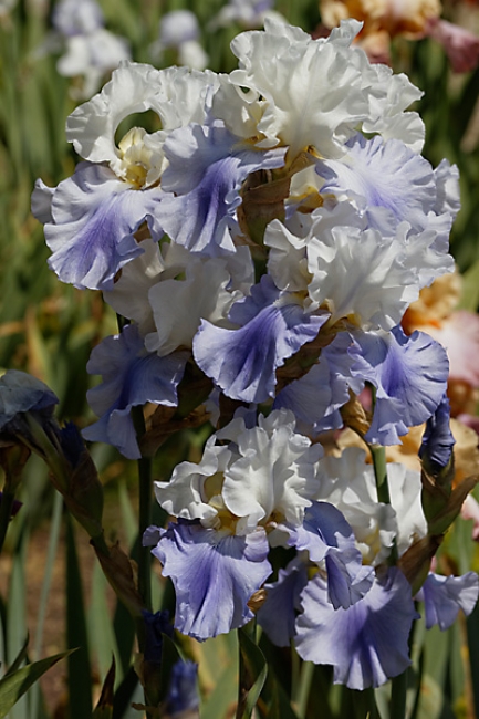 Bagatelle-Iris-056
