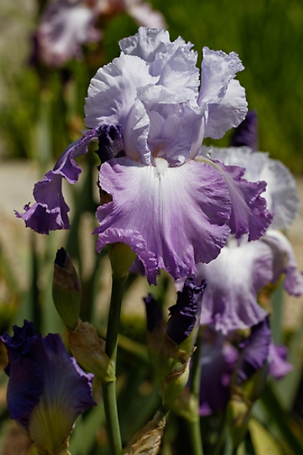 Bagatelle-Iris-057