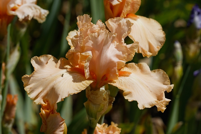 Bagatelle-Iris-058