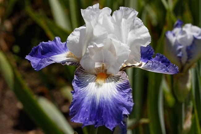 Bagatelle-Iris-059