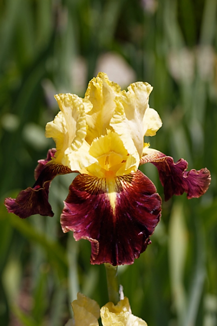 Bagatelle-Iris-060
