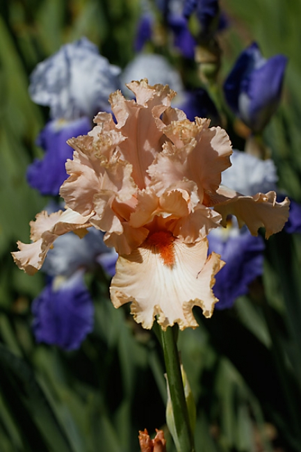 Bagatelle-Iris-061
