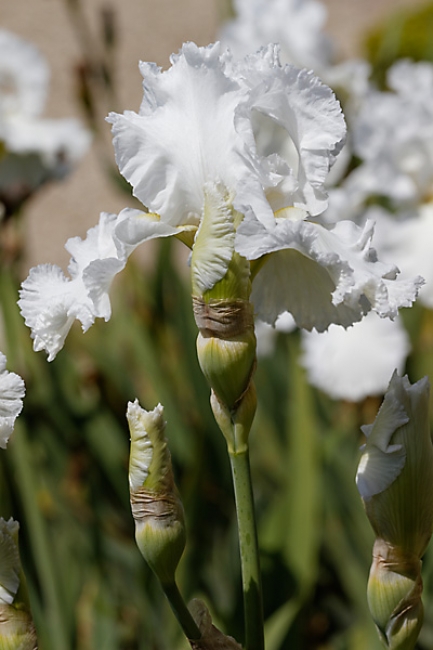 Bagatelle-Iris-062