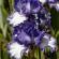 Bagatelle-Iris-063