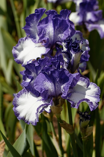 Bagatelle-Iris-063