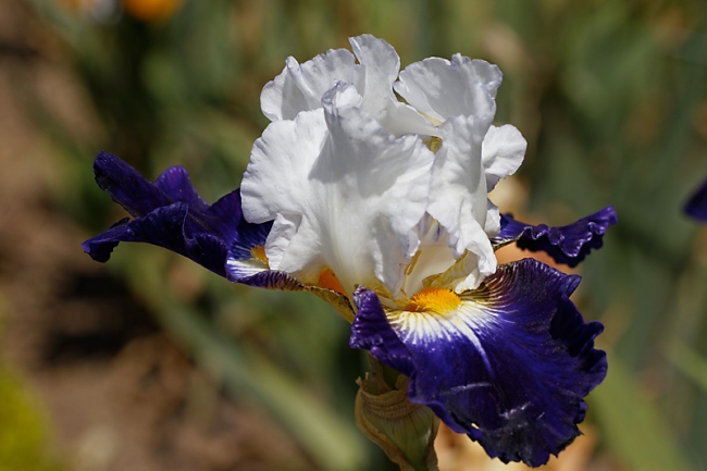 Bagatelle-Iris-064