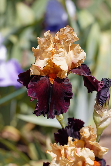 Bagatelle-Iris-065