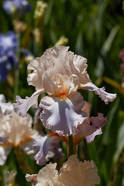 Bagatelle-Iris-066