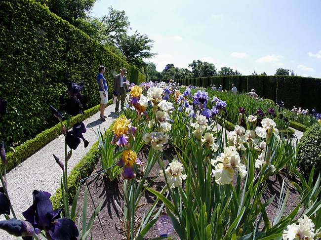 Bagatelle-Iris-067