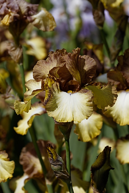 Bagatelle-Iris-068