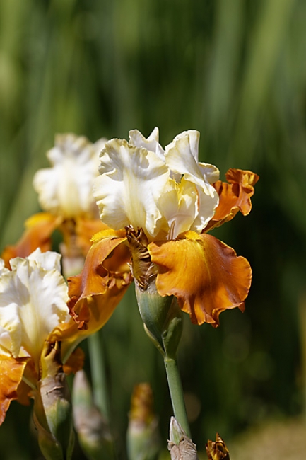Bagatelle-Iris-069