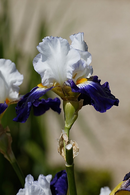 Bagatelle-Iris-070