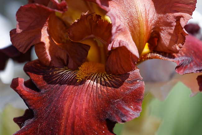 Bagatelle-Iris-071