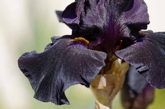 Bagatelle-Iris-072