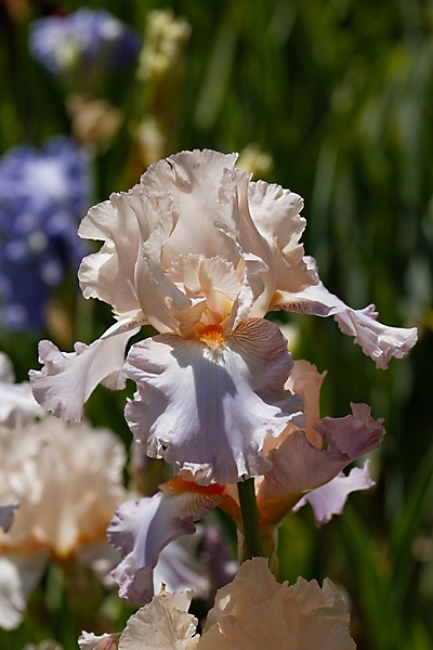 Bagatelle-Iris-073