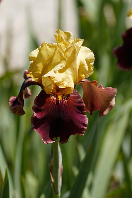 Bagatelle-Iris-074