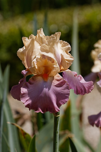 Bagatelle-Iris-075
