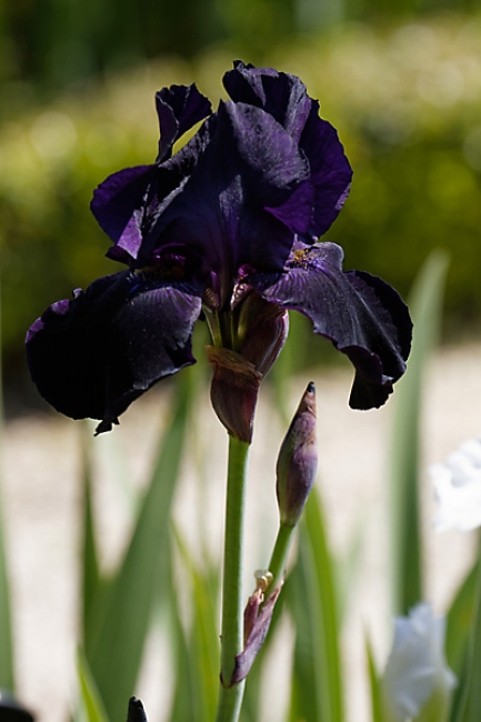 Bagatelle-Iris-076