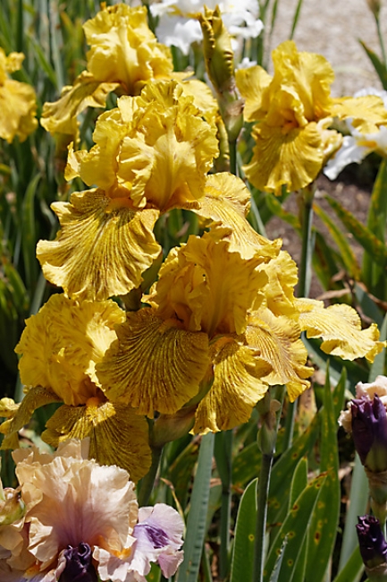 Bagatelle-Iris-079