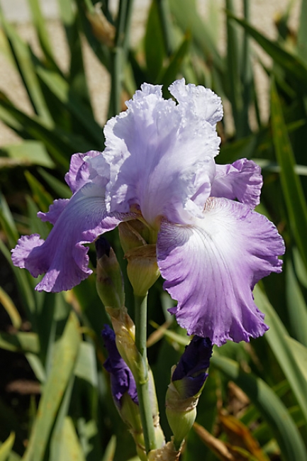 Bagatelle-Iris-080