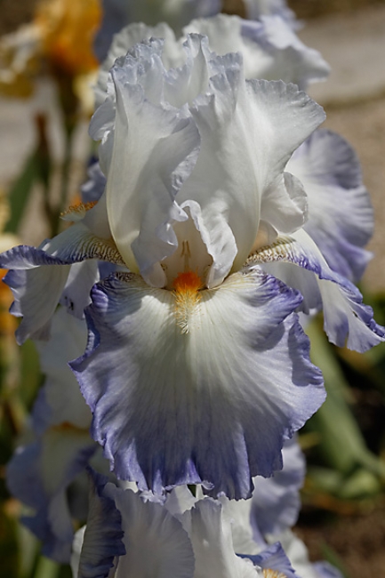 Bagatelle-Iris-081